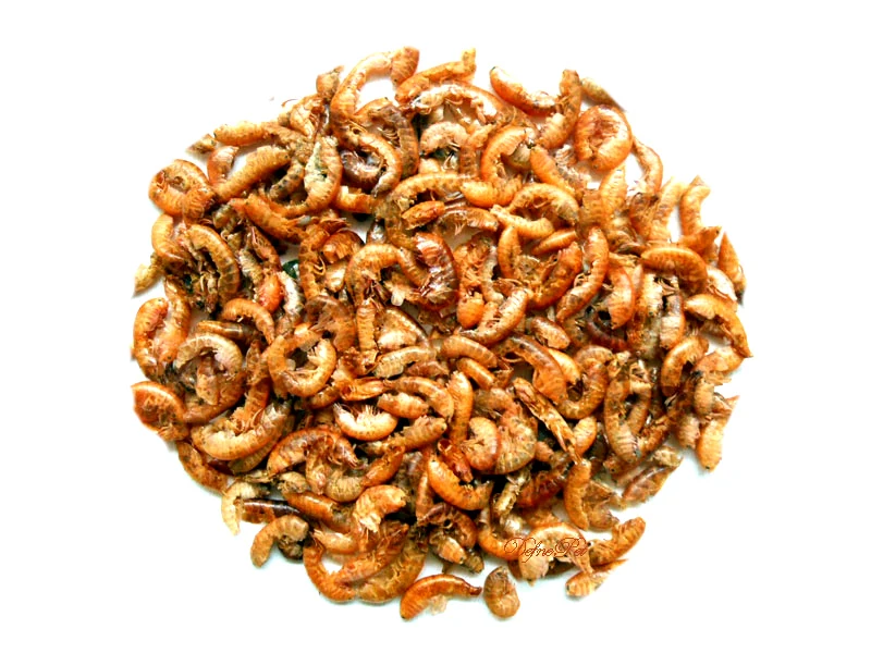 Gammarus kaplumbağa yemi görünümü